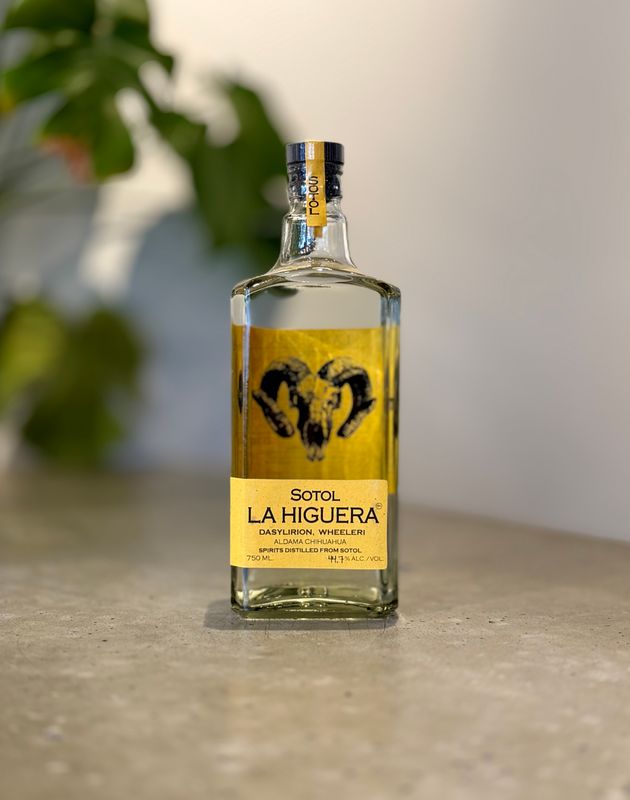 Sotol Del Higuera Dasylirion Wheeleri