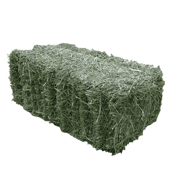 Alfalfa