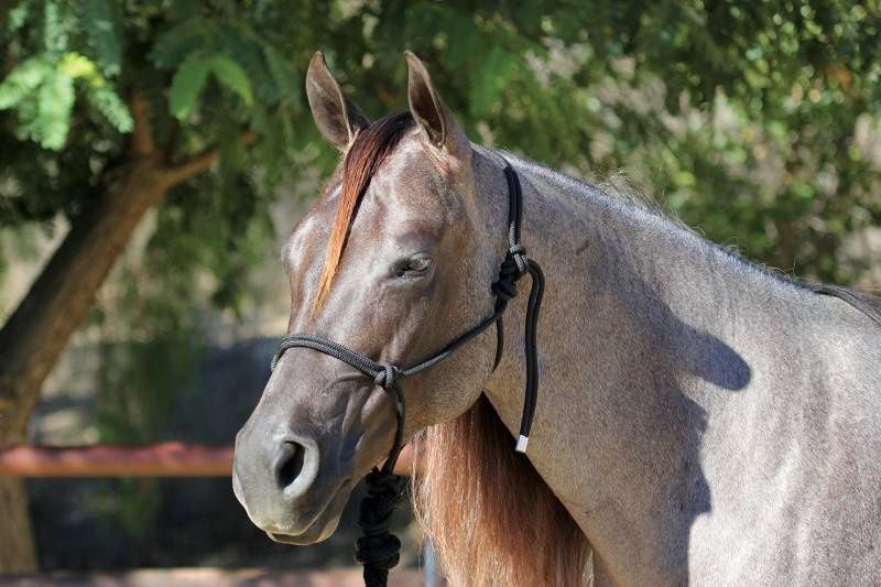Rope Halter