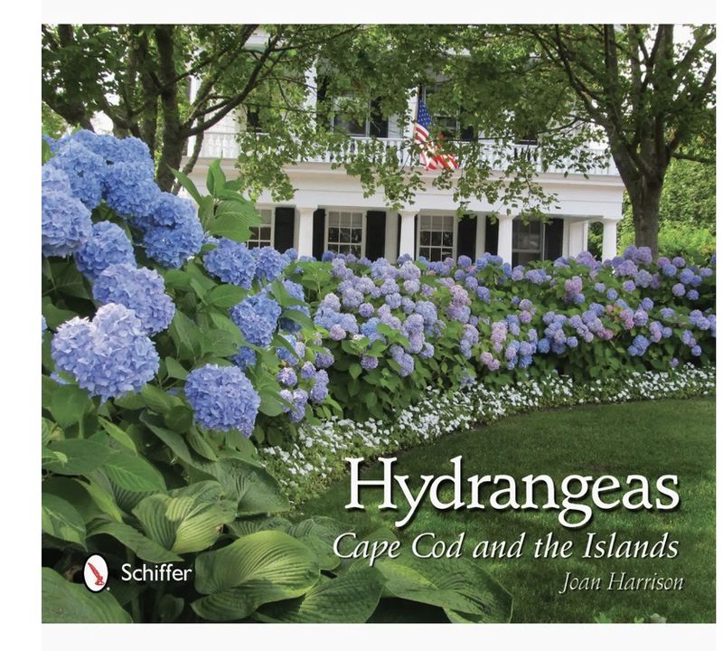 Hydrangeas: Cape Cod and the Islands
