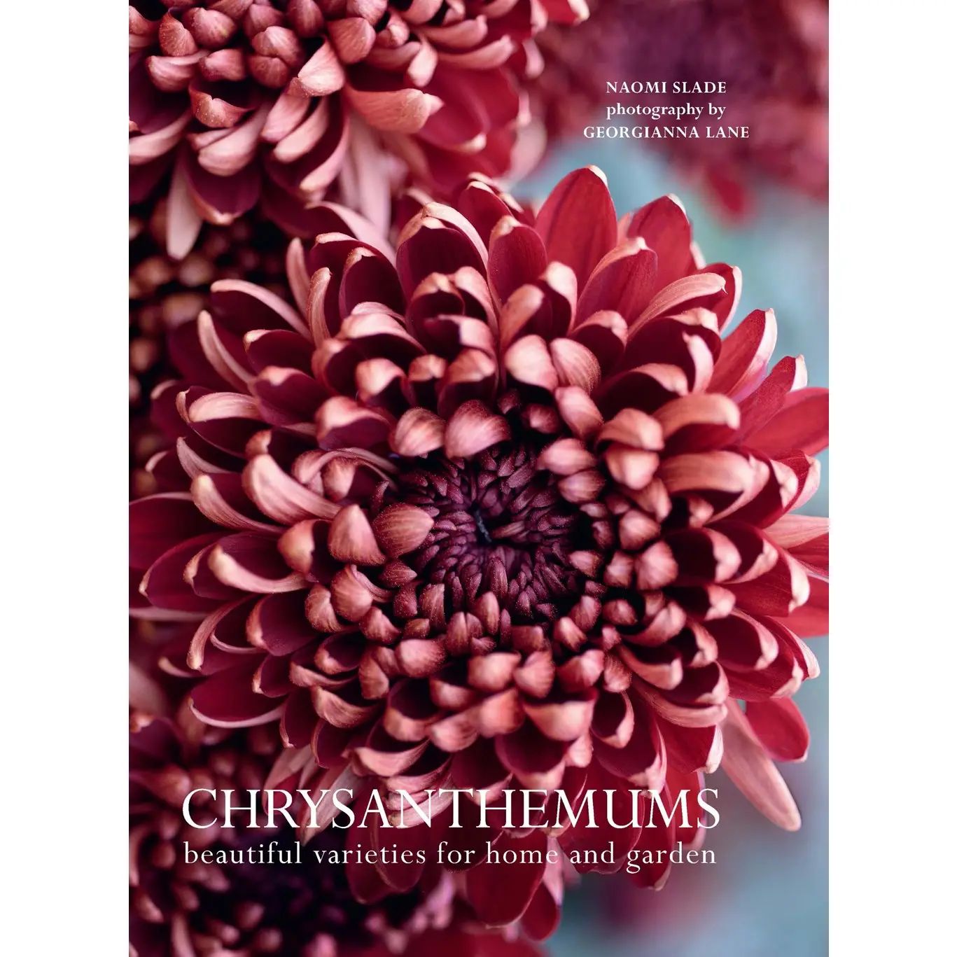 Chrysanthemums : Beautiful Varieties For Home and Garden
