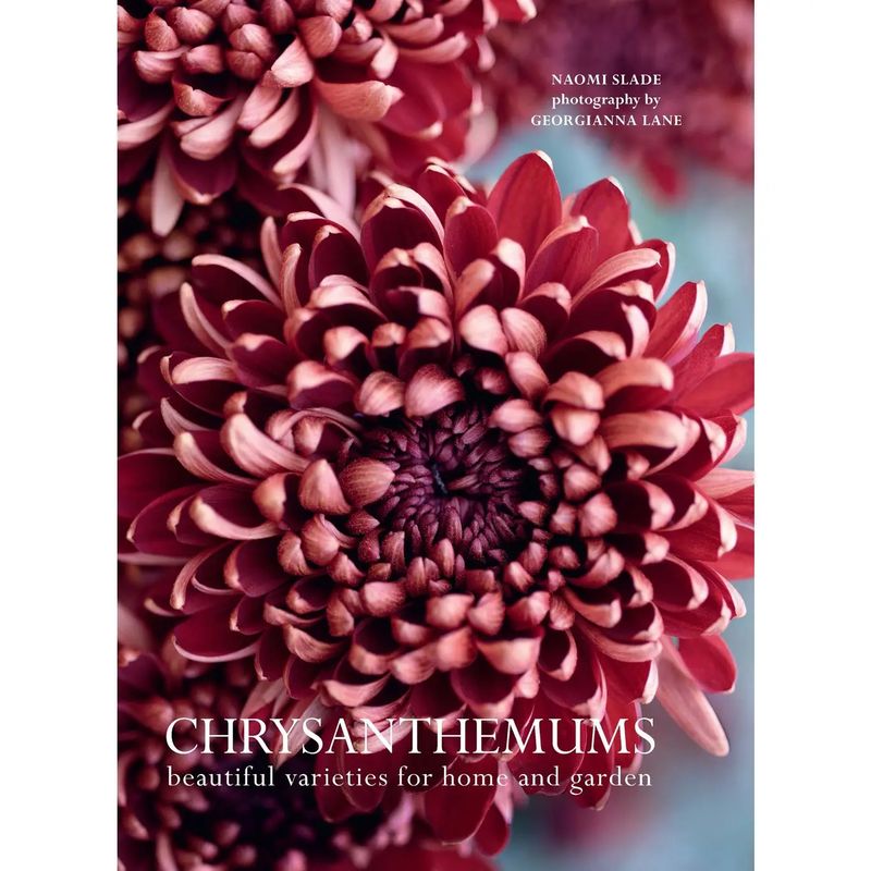 Chrysanthemums : Beautiful Varieties For Home and Garden