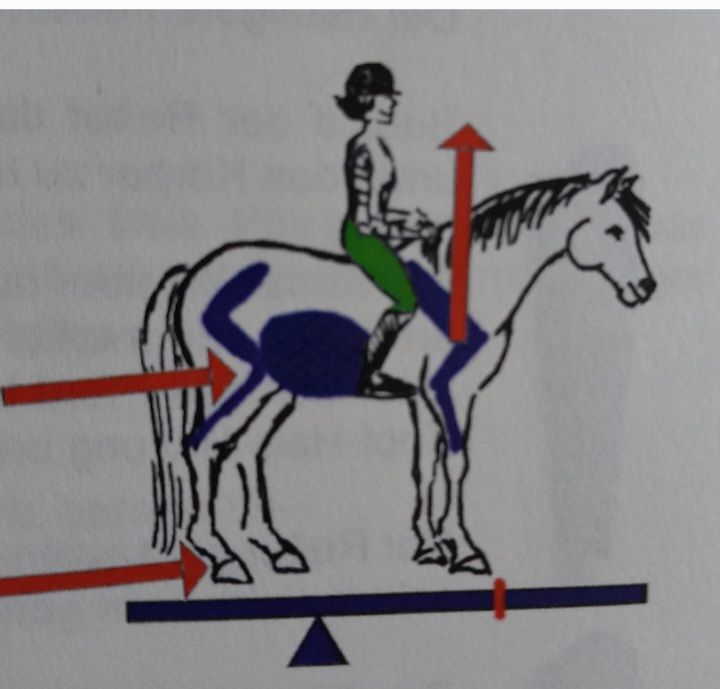 Anatomische Zusammenhänge: Das Gleichgewicht des Pferdes, Die Muskelkette, Wie arbeiten Muskeln?