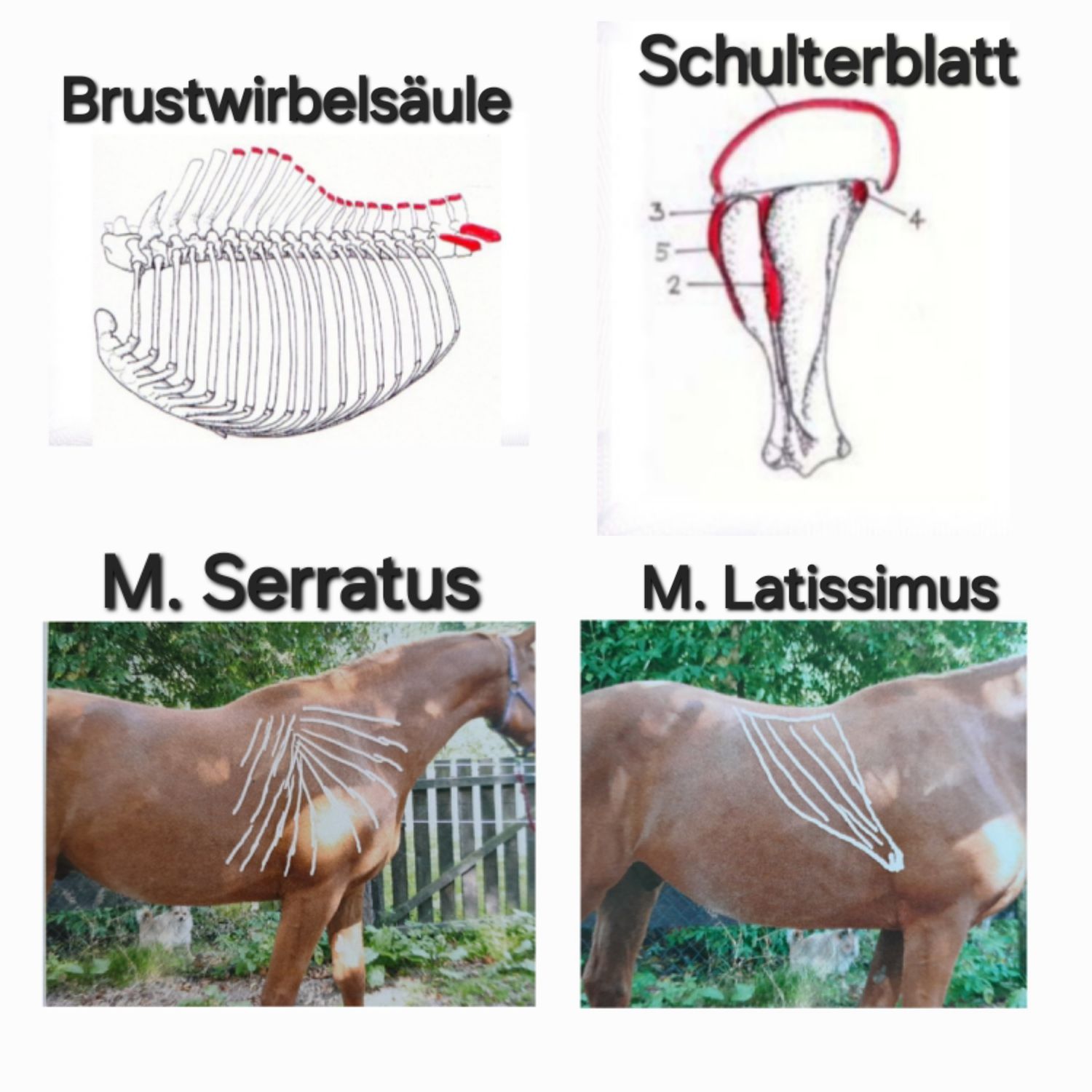 Anatomie: Die wichtigsten Knochen, Gelenken und Muskeln die ein Reiter kennen sollte.