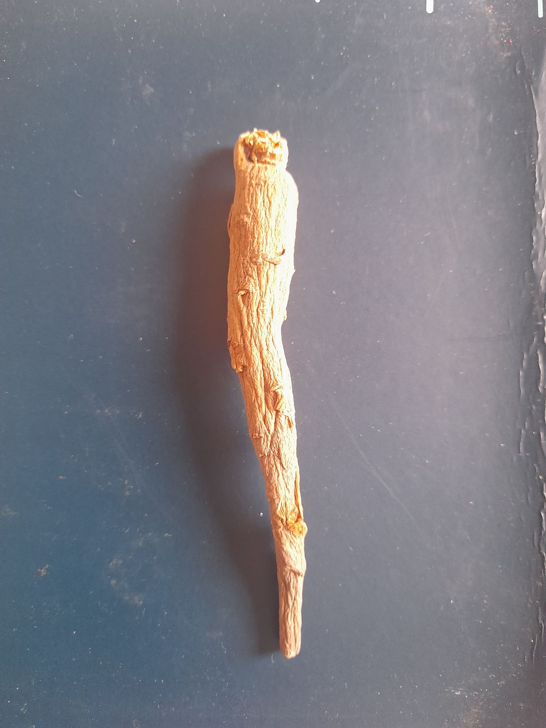 Rare Wild ginseng from the forest