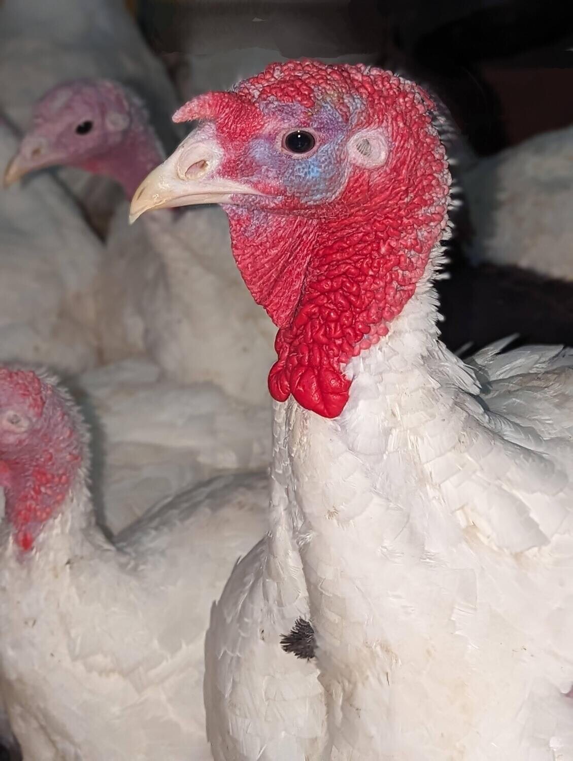 Christmas Turkey *DEPOSIT*