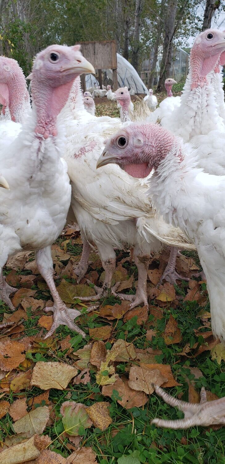 Fresh THANKSGIVING Turkey *deposit*