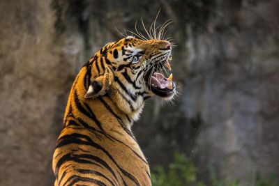 Ein Tiger der nach hinten blickt und Zähne zeigt.