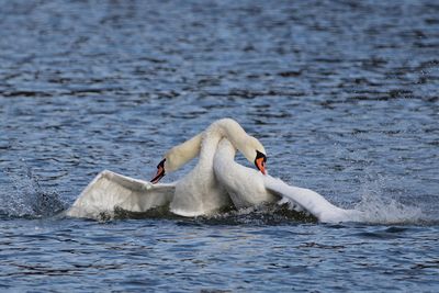 Ein Schwanenpaar auf dem Wasser