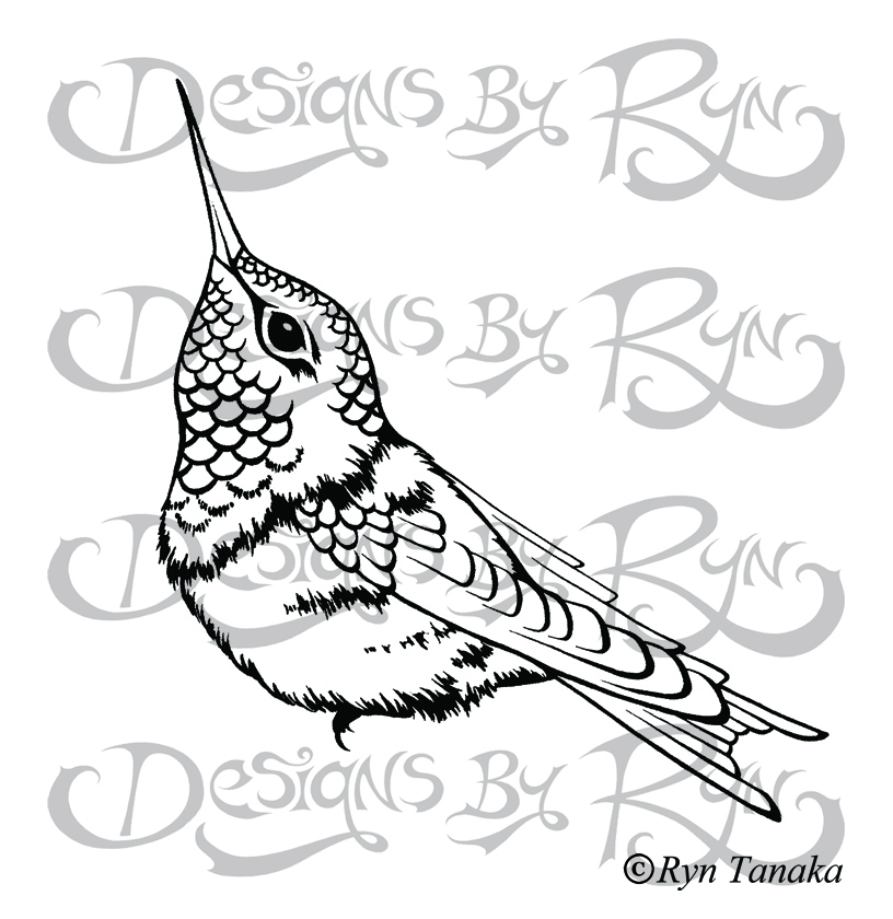 Perching Hummingbird