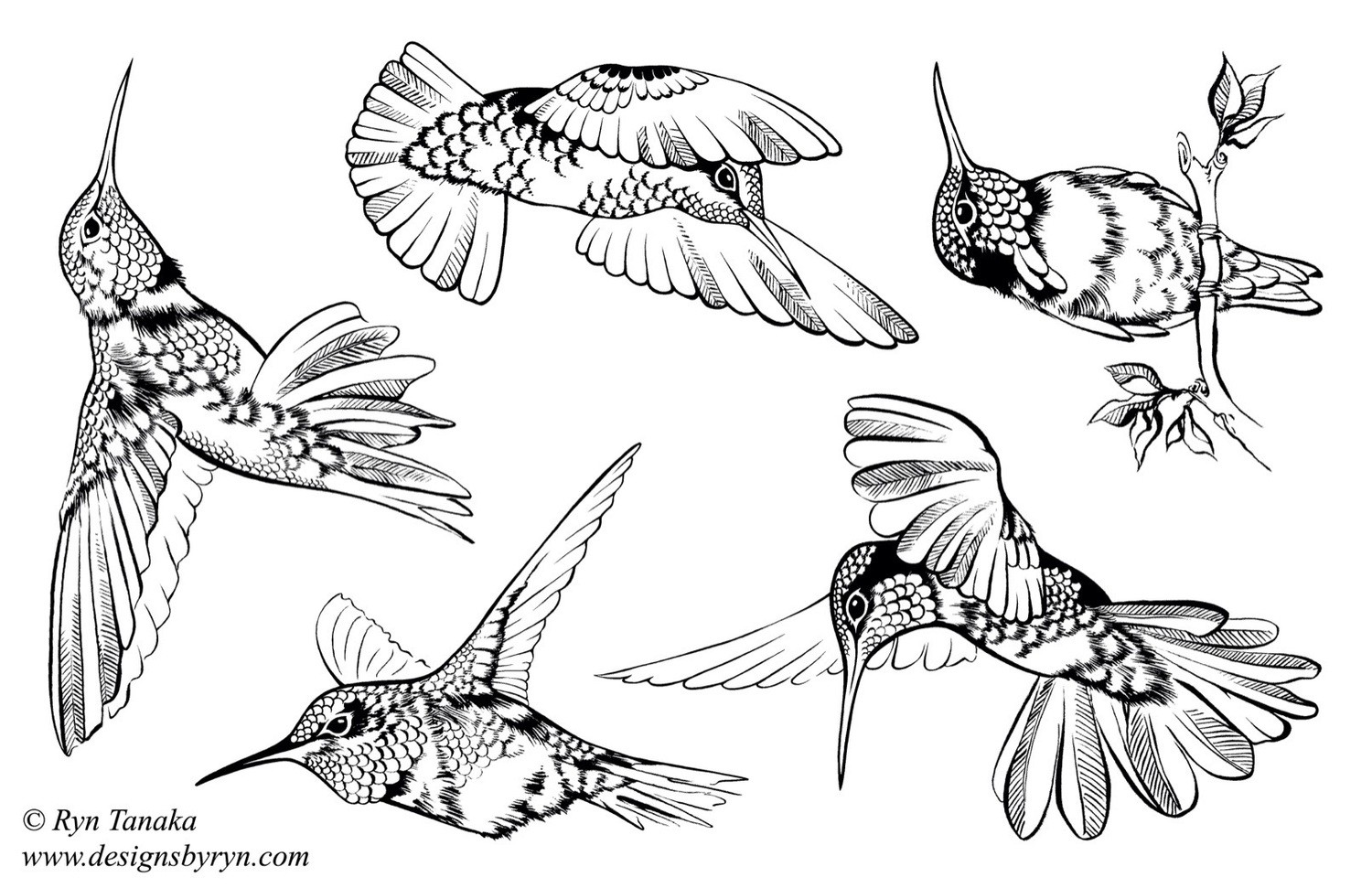 Hummingbirds 1 - Unmounted stamps