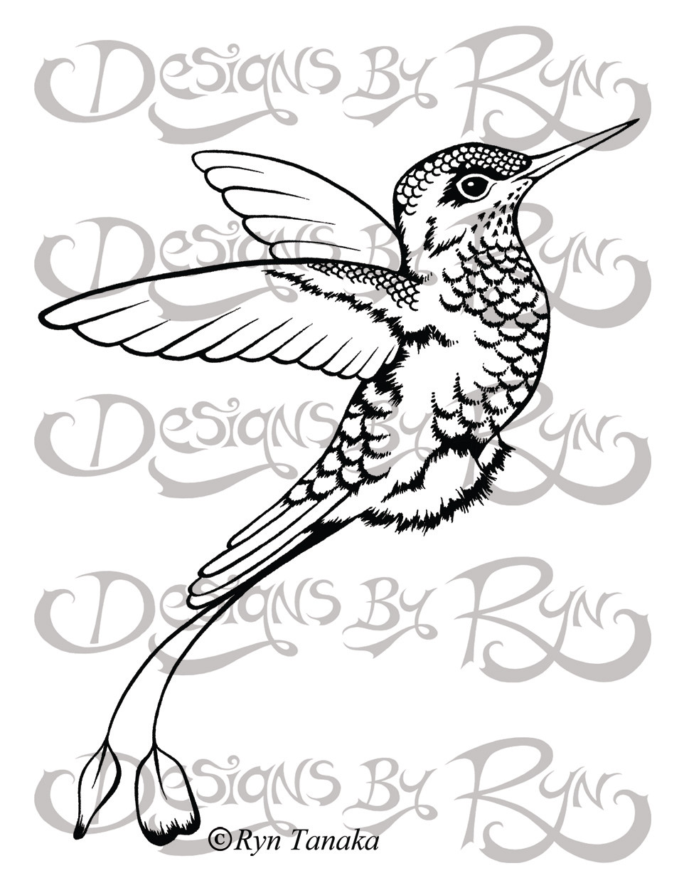 Booted Racket-tail Hummingbird