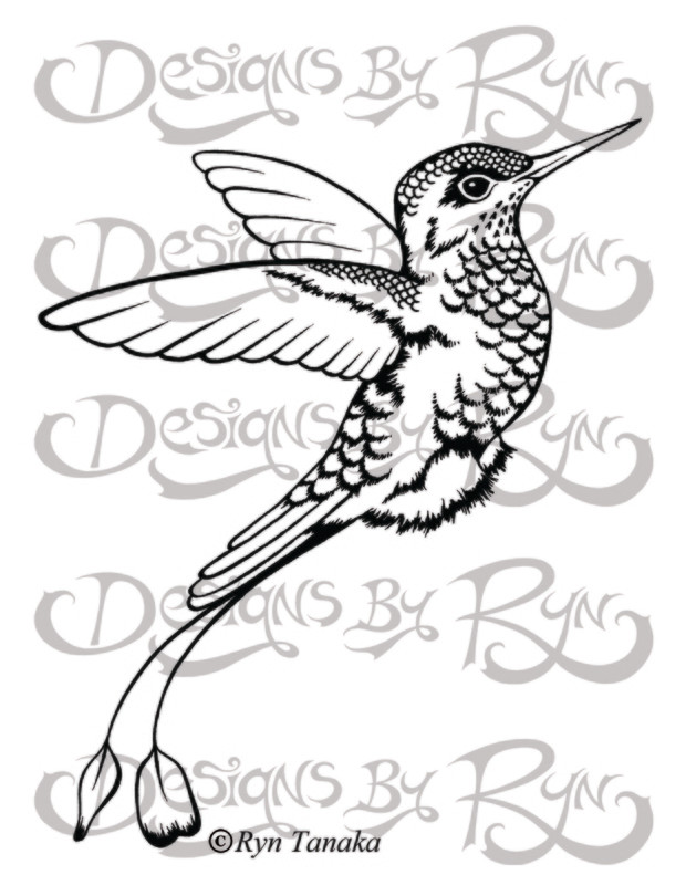 Booted Racket-tail Hummingbird