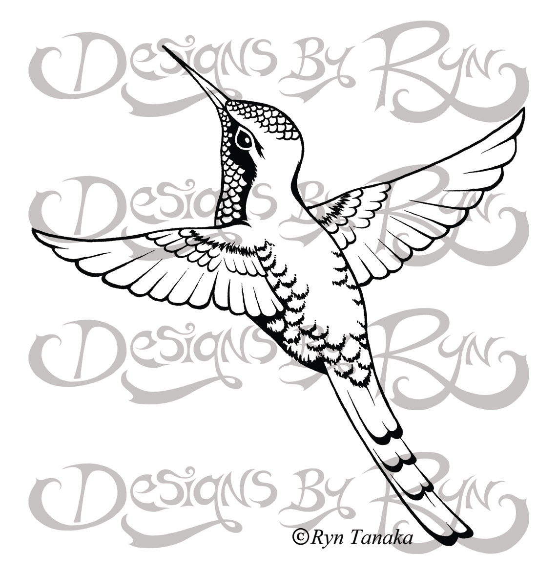 Red-tailed Comet Hummingbird