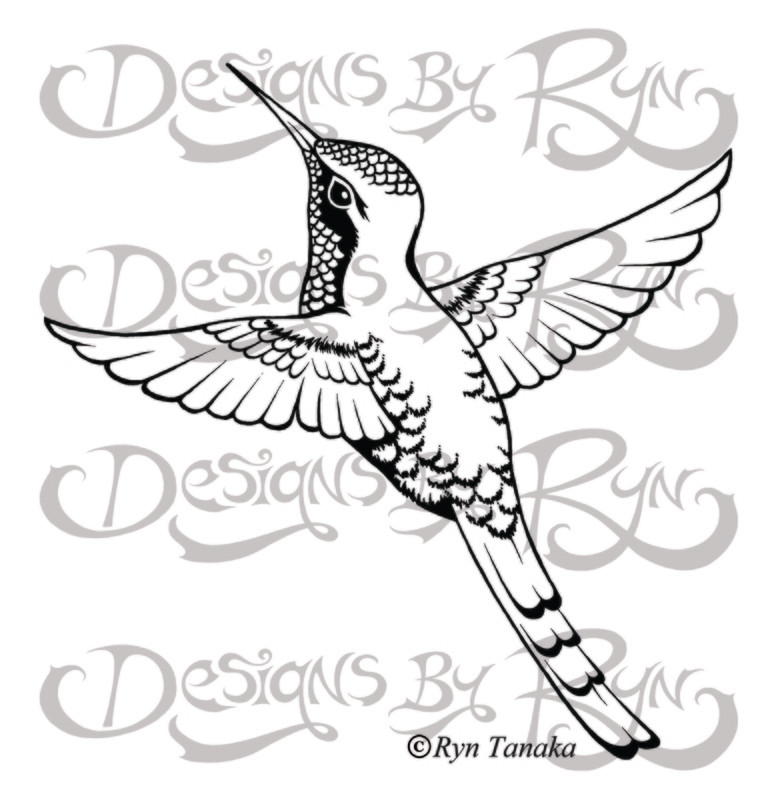 Red-tailed Comet Hummingbird