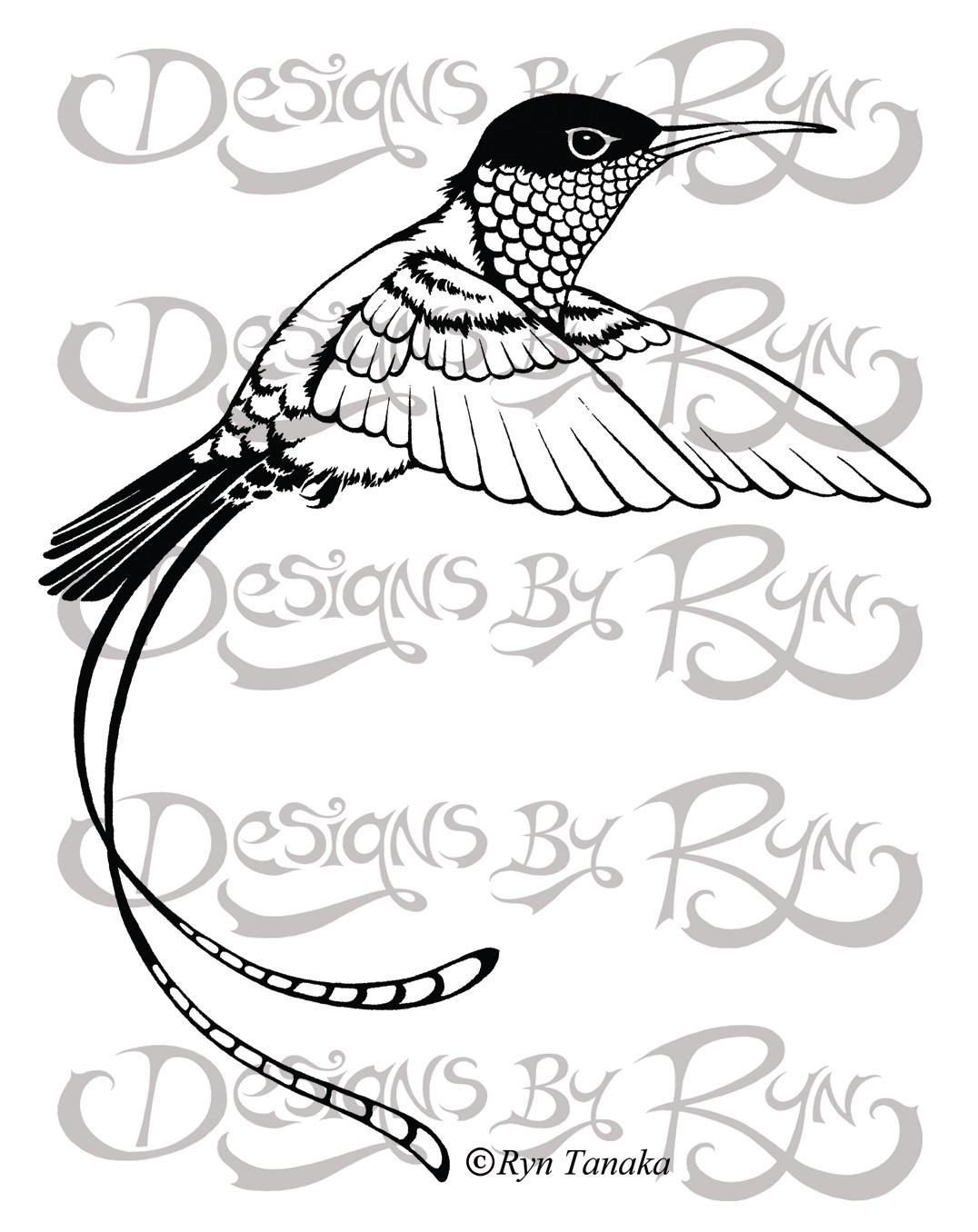 Streamertail Hummingbird