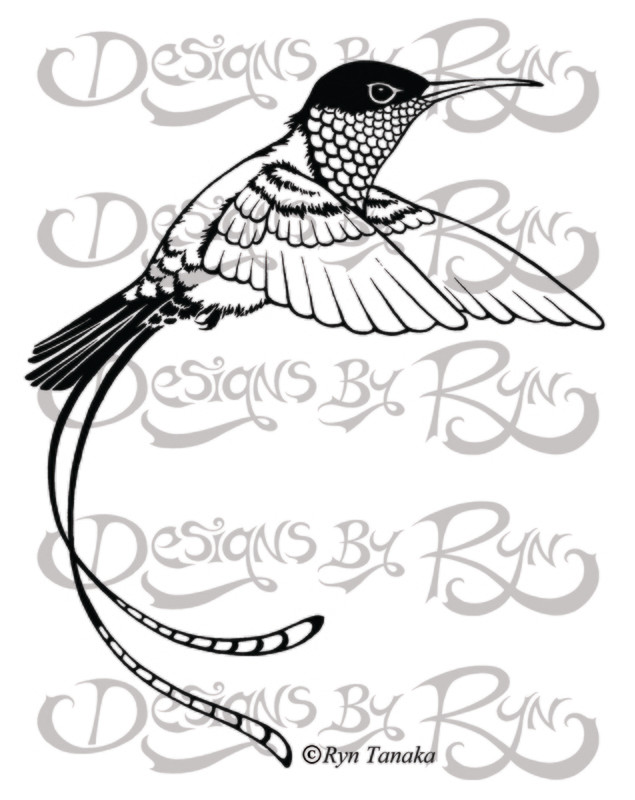 Streamertail Hummingbird
