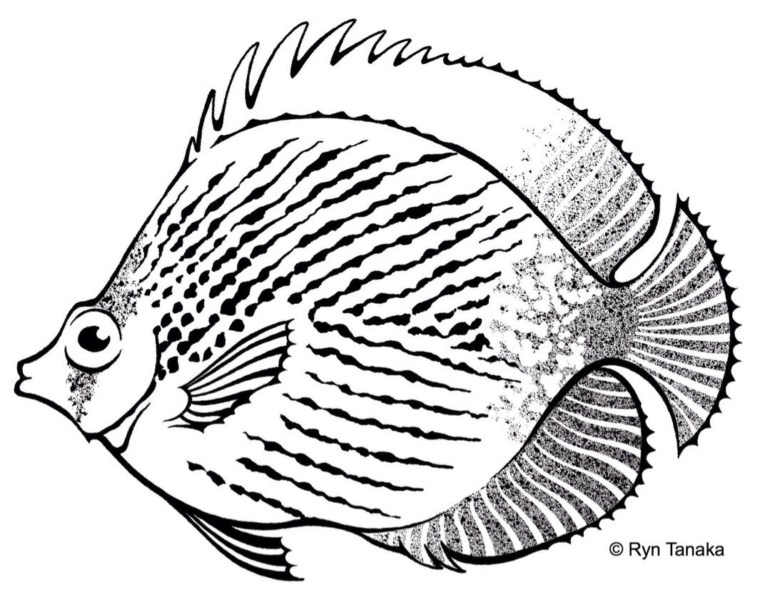 Butterfly Fish