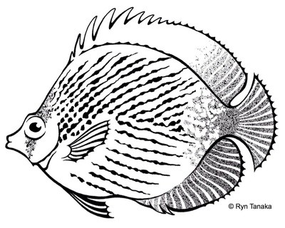 Butterfly Fish