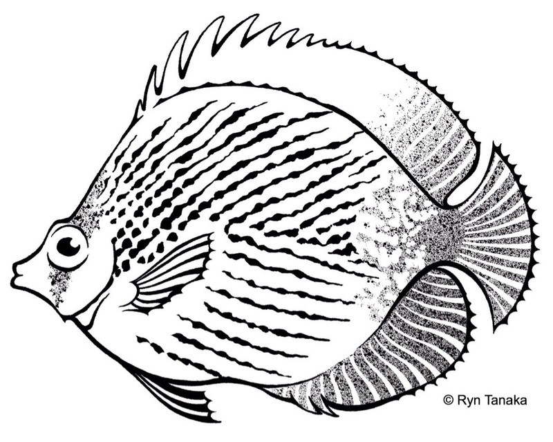 Butterfly Fish