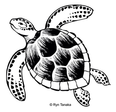 Sea Turtle