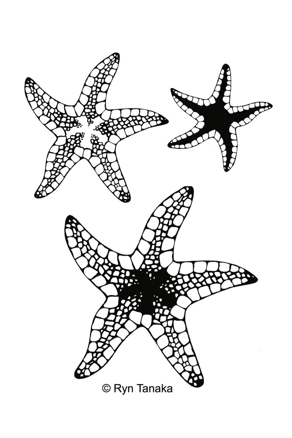 Starfish Set