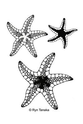 Starfish Set