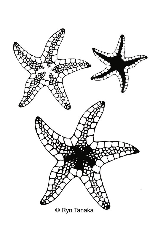 Starfish Set