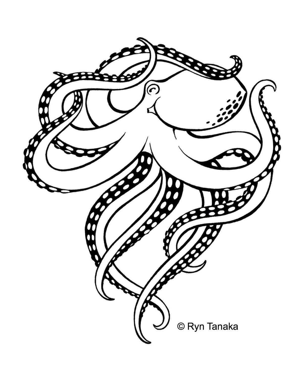 Octopus