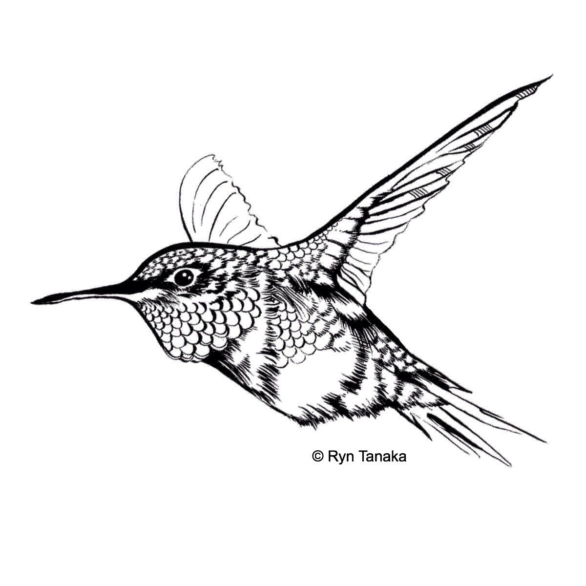 Flying Hummingbird 1