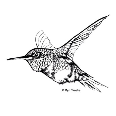 Flying Hummingbird 1