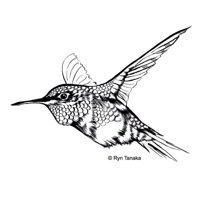 Flying Hummingbird 1