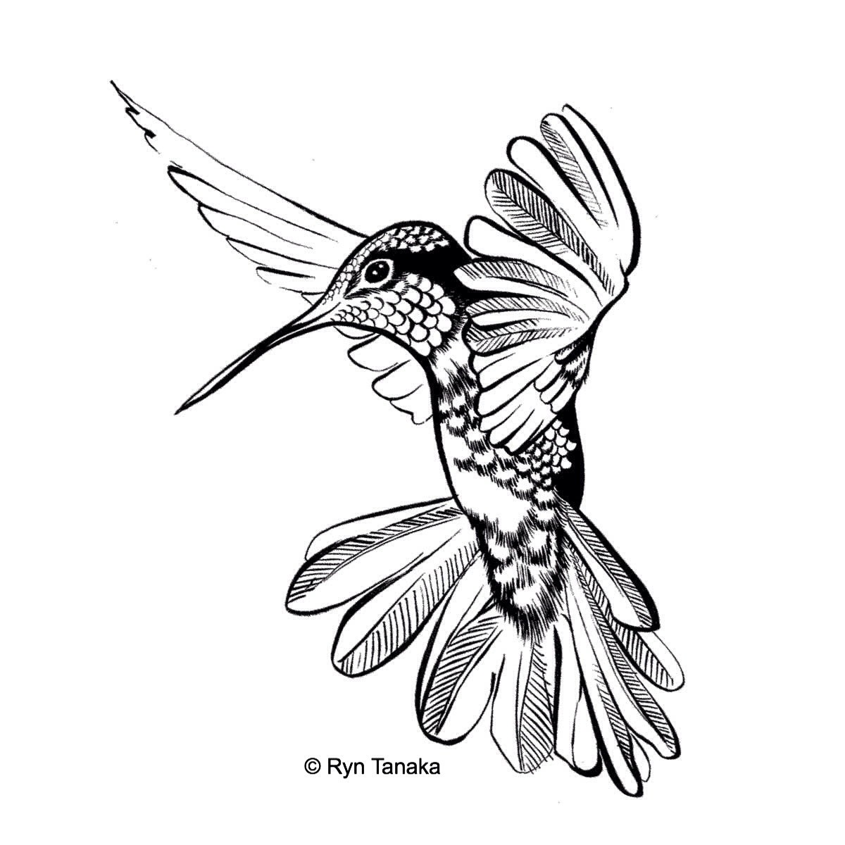 Flying Hummingbird 2