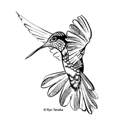 Flying Hummingbird 2