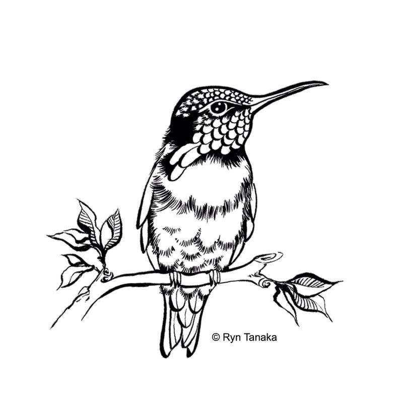 Sitting Hummingbird
