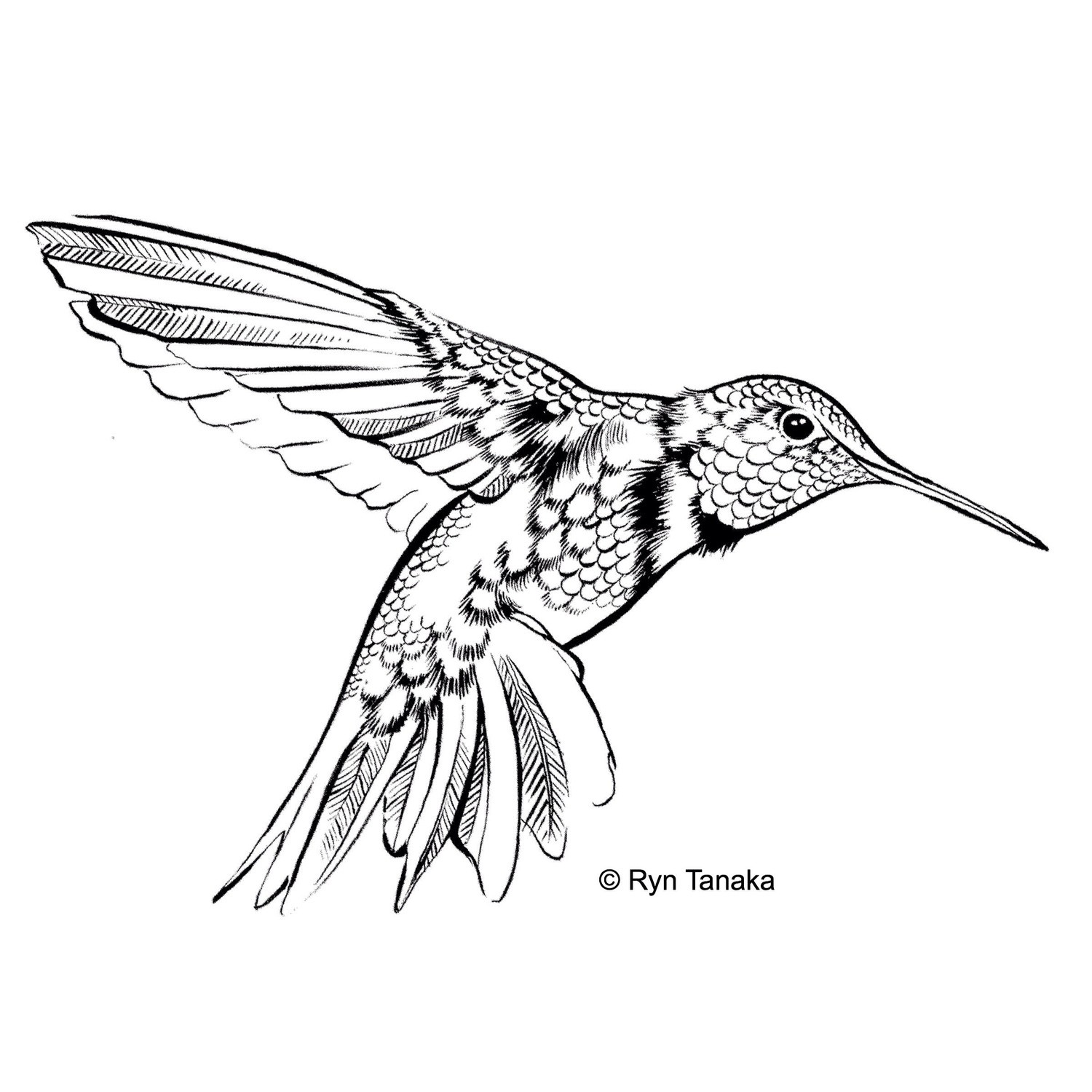 Flying Hummingbird 3
