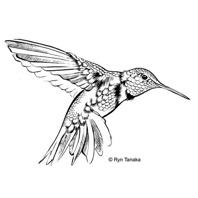 Flying Hummingbird 3