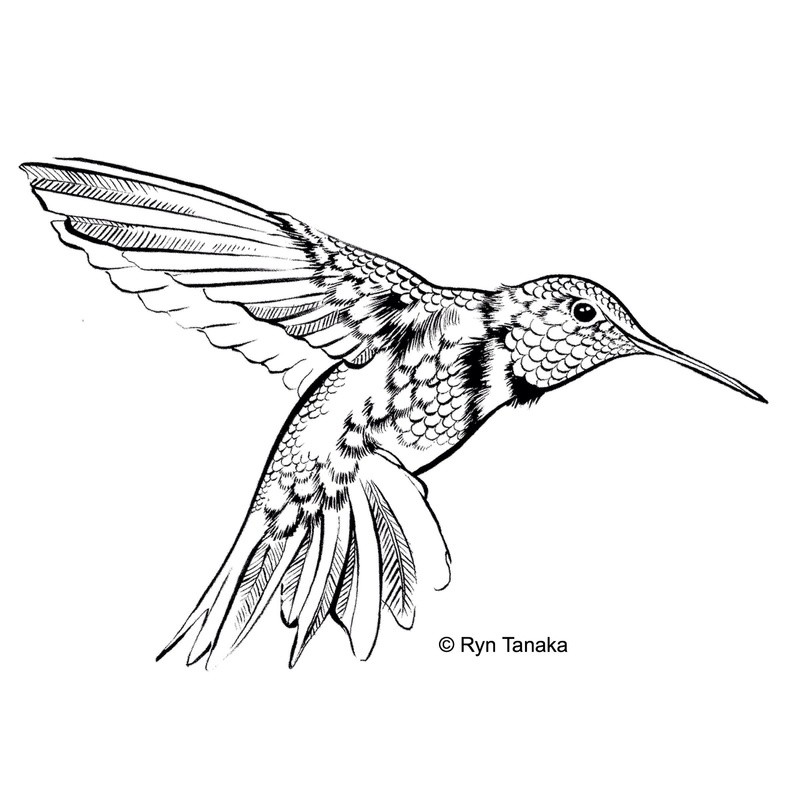 Flying Hummingbird 3
