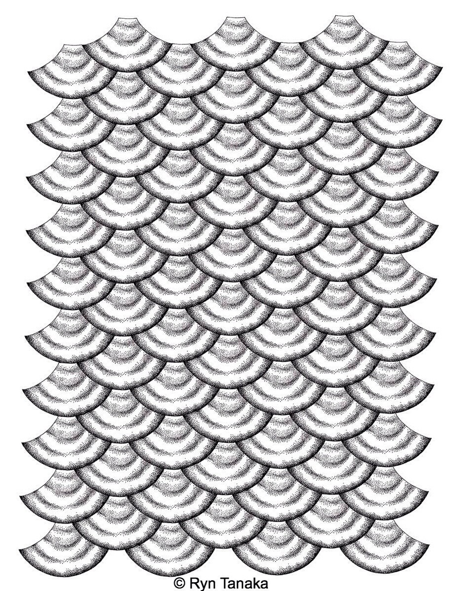 Fish Scales