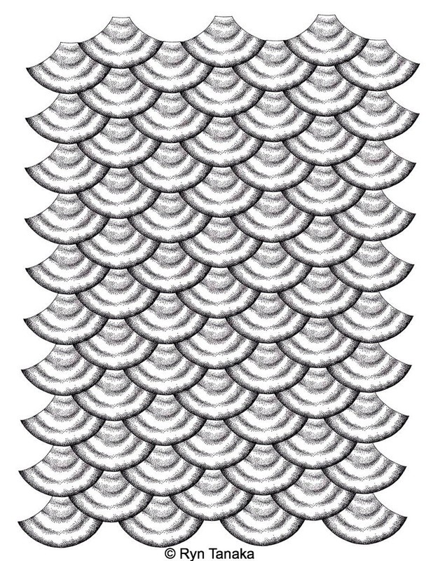 Fish Scales