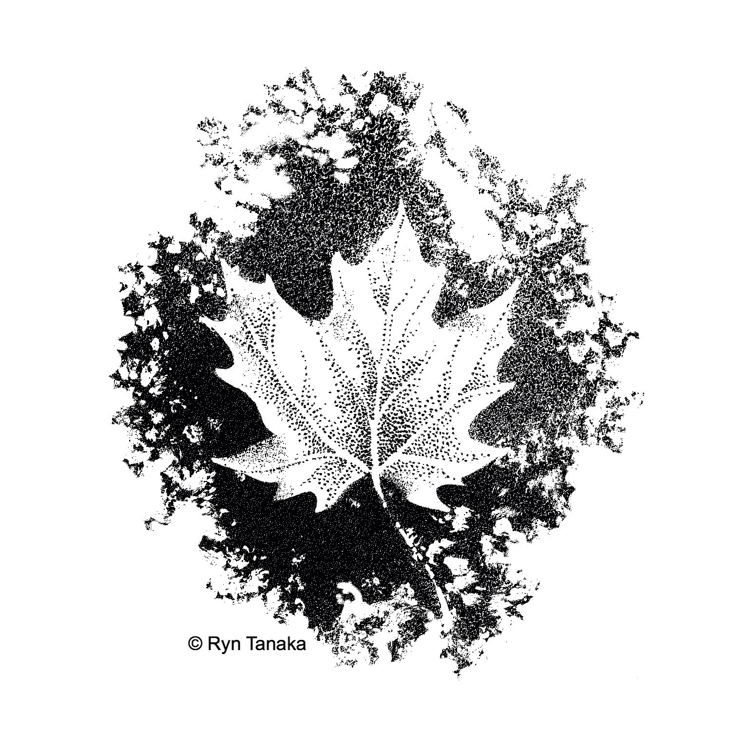 Maple Leaf