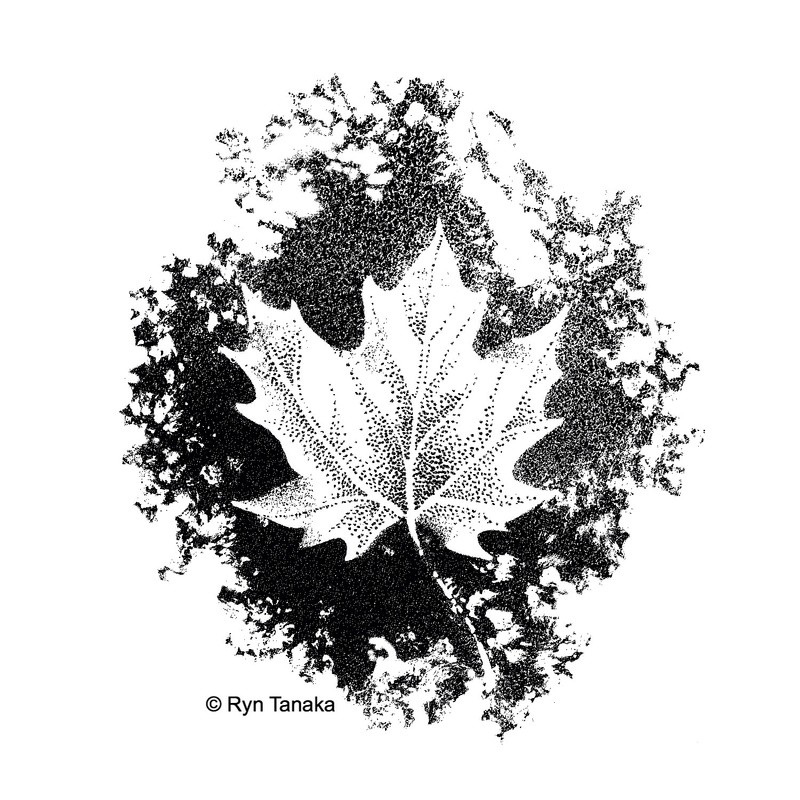 Maple Leaf