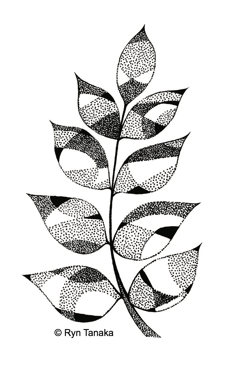 Compound Leaf