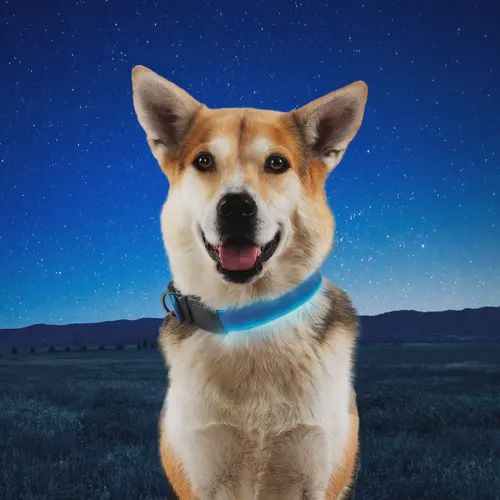 Nite Ize Niteowl Rechargable Collar