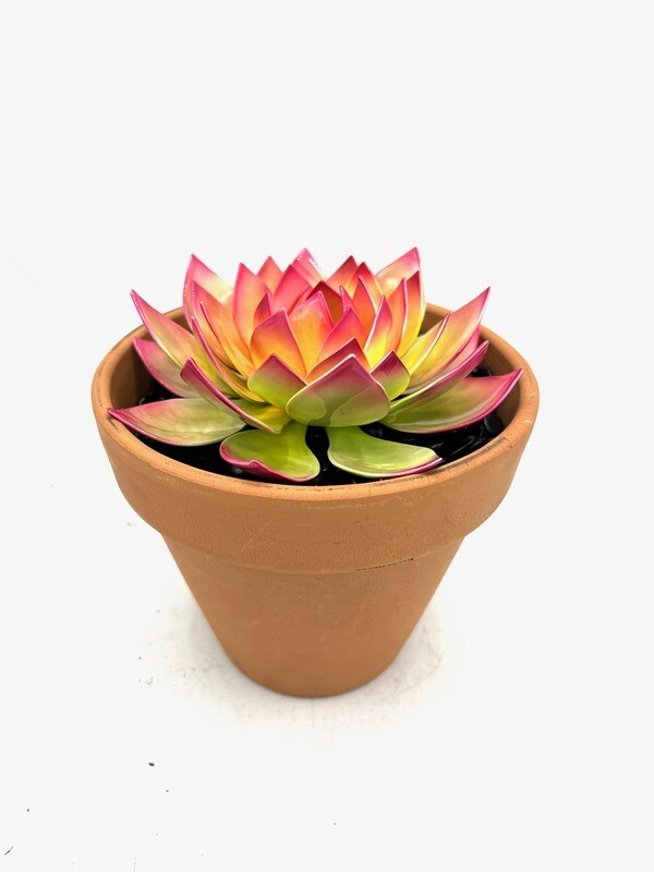 Agave Succulent- Large