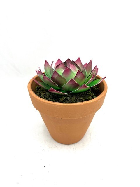 Agave Succulent- Large, Flower Color: Green with maroon tips, Filler: Green Faux Moss