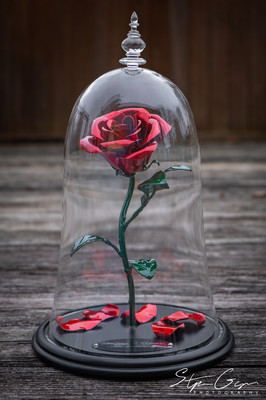 The Enchanted Aluma Rose