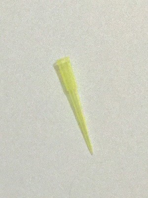 Pipette Tips