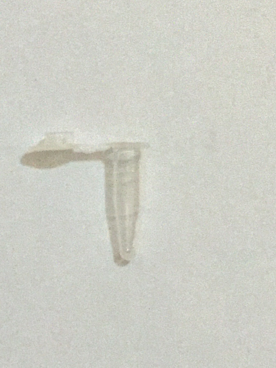 0.2 ml PCR Tubes (Flat Cap) Nuclease Free - 1000/Bag