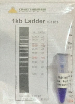 DNA Ladders